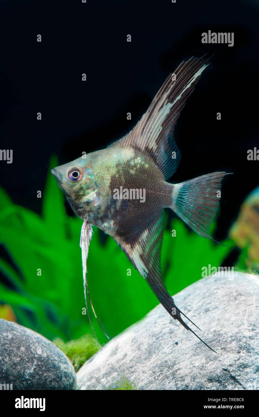 Freshwater angelfish, Longfin angel fish, Black angelfish, Scalare (Pterophyllum scalare, Platax scalaris), breeding form Blau Stock Photo
