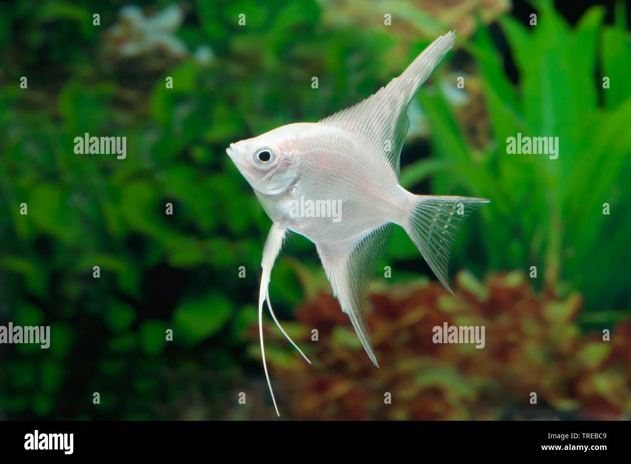 Freshwater angelfish, Longfin angel fish, Black angelfish, Scalare (Pterophyllum scalare, Platax scalaris), breeding form Platin Stock Photo