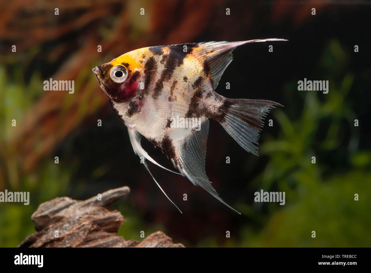 Freshwater angelfish, Longfin angel fish, Black angelfish, Scalare (Pterophyllum scalare, Platax scalaris), breeding form Goldkopf Stock Photo
