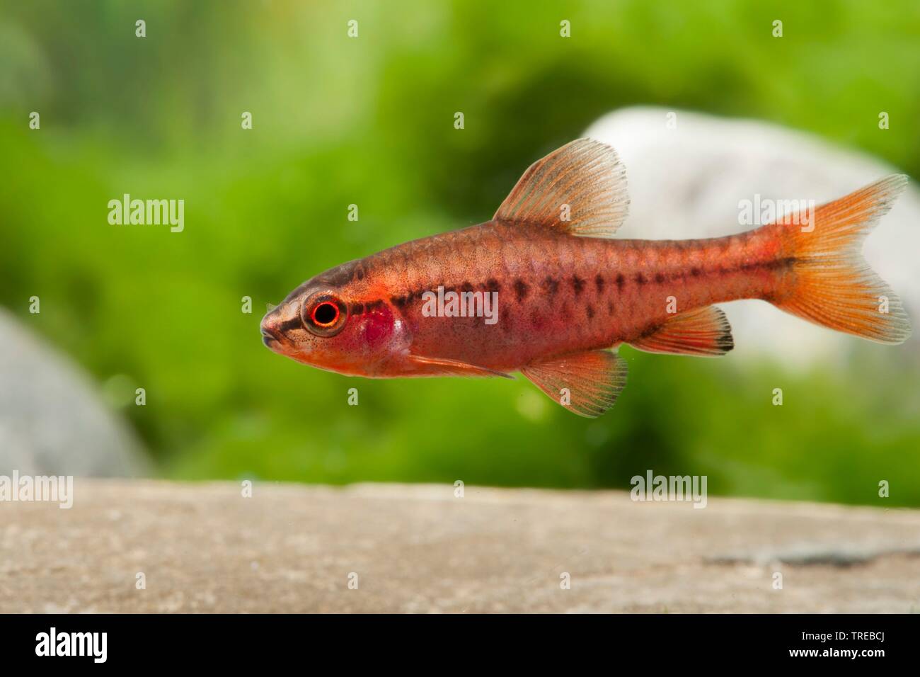 Cherry barb (Barbus titteya, Puntius titteya), swimming, side view Stock Photo