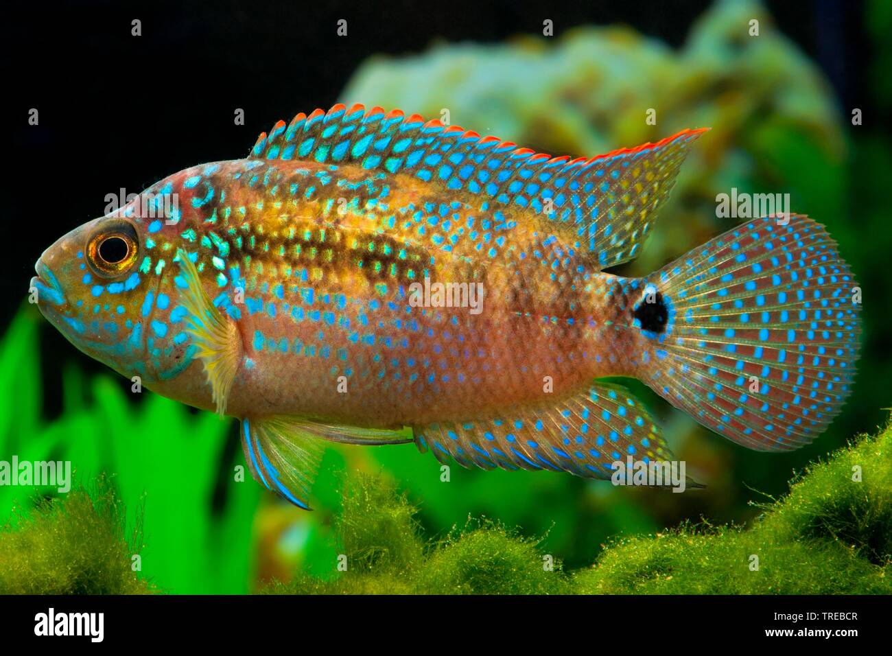 Jack Dempsey (Cichlasoma biocellatum, Cichlasoma octofasciatum), swimming, side view Stock Photo