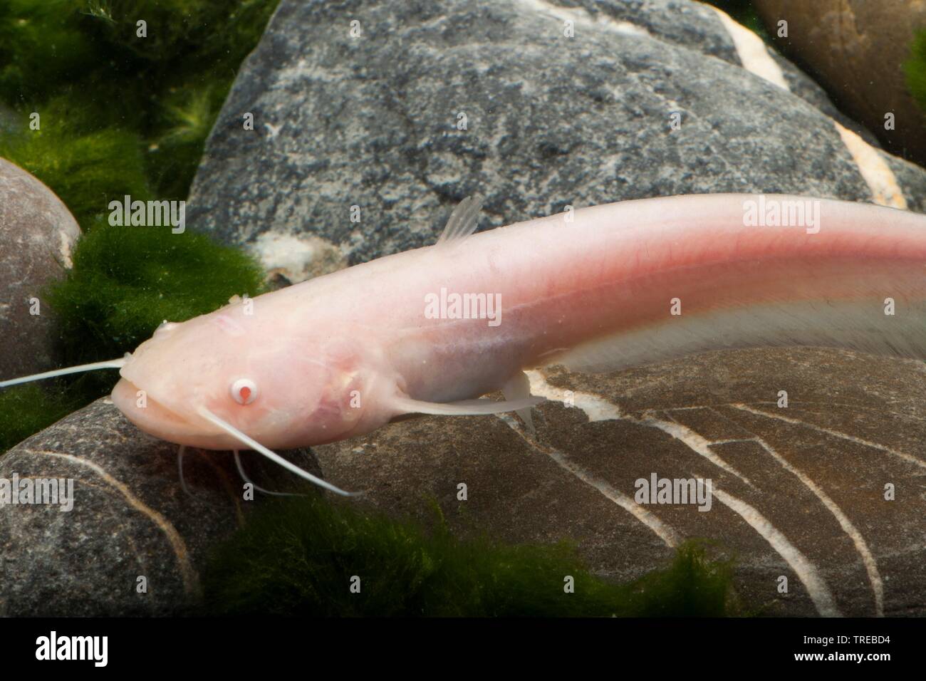 European catfish, wels, sheatfish, wels catfish (Silurus glanis