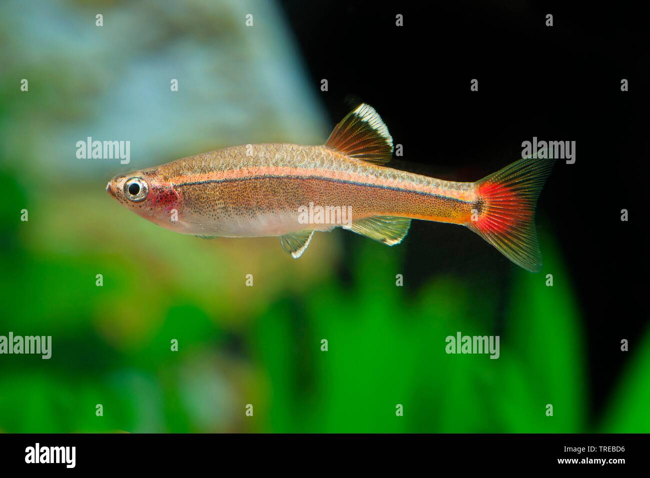 White cloud, White cloud mountain minnow (Tanichthys albonubes), swimming, side view Stock Photo