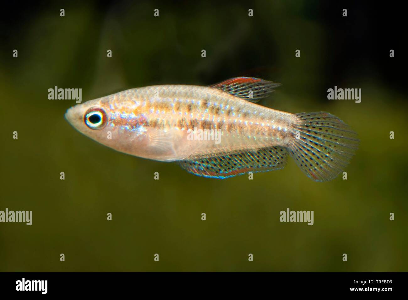 Sparkling Gourami Betta