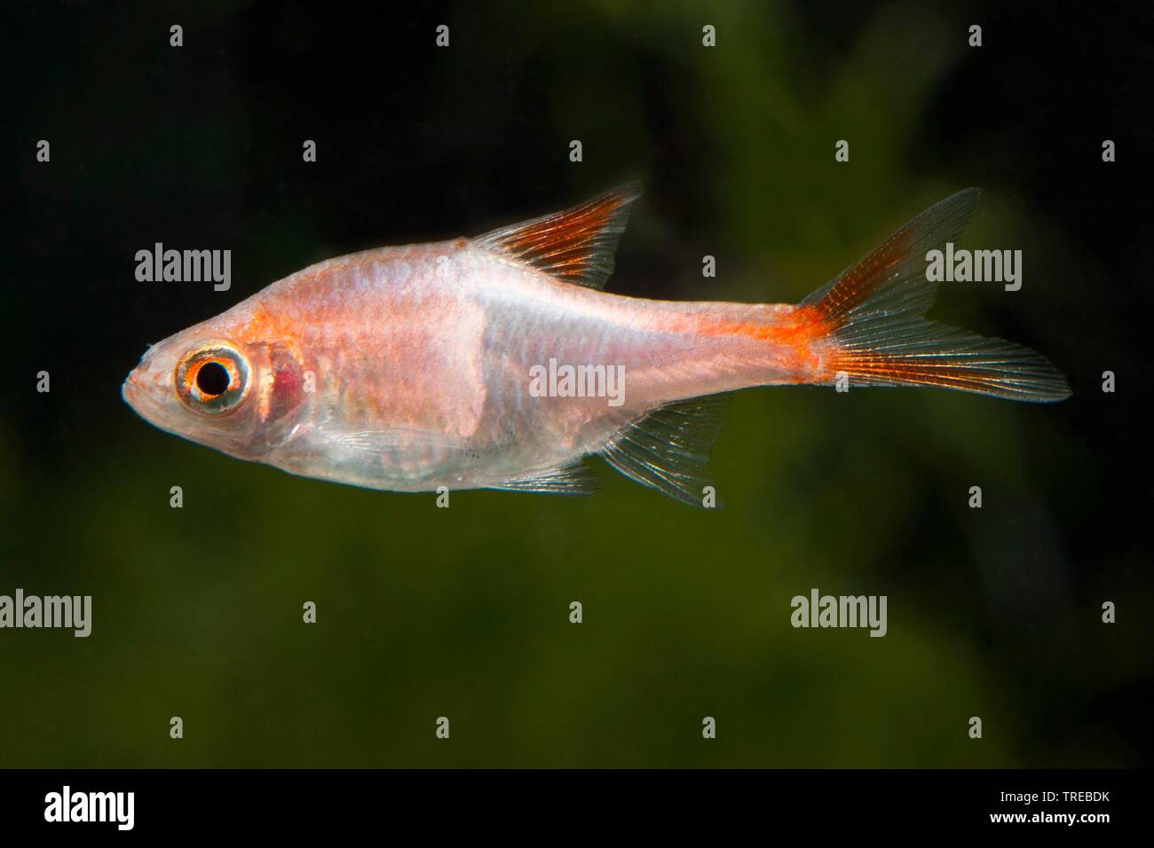 Harlequin Rasbora, Harlequin fish (Trigonostigma heteromorpha, Rasbora heteromorpha), breeding form Gold, side view Stock Photo