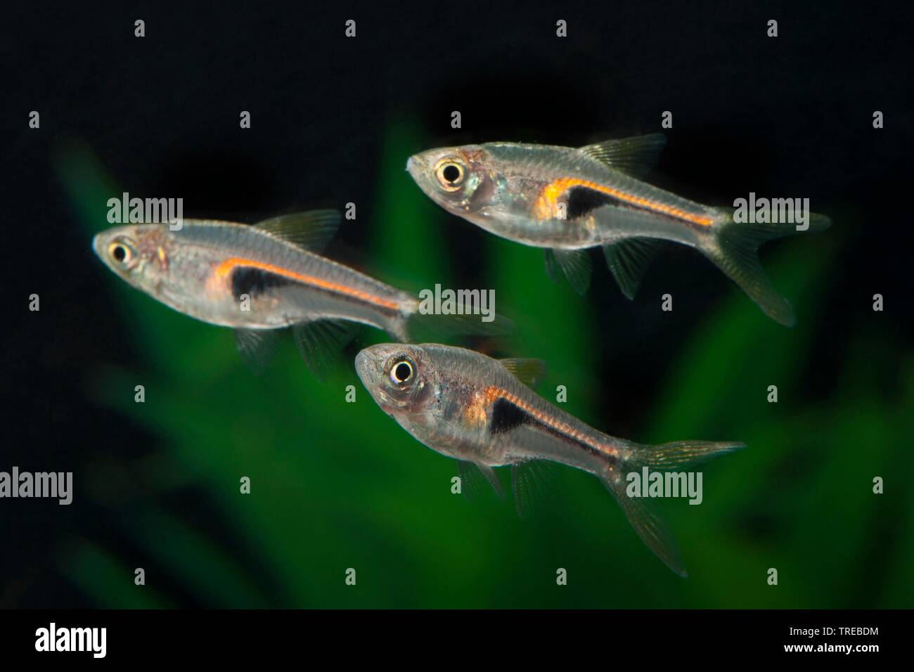 Harlequin Rasbora, Harlequin fish (Trigonostigma heteromorpha, Rasbora heteromorpha), three swimming Harlequin fishes, side view Stock Photo