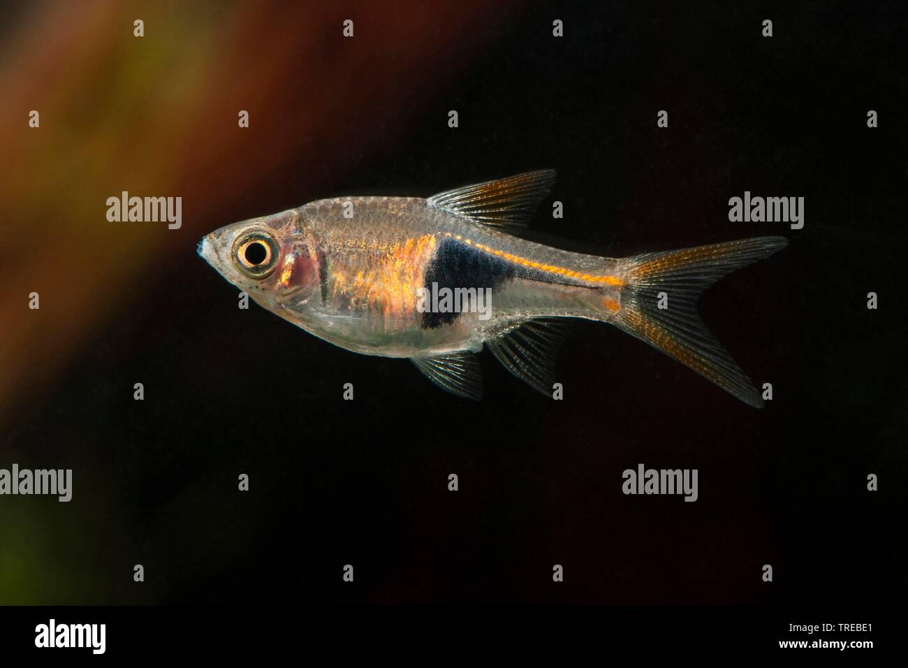 Harlequin Rasbora, Harlequin fish (Trigonostigma heteromorpha, Rasbora heteromorpha), swimming, side view Stock Photo