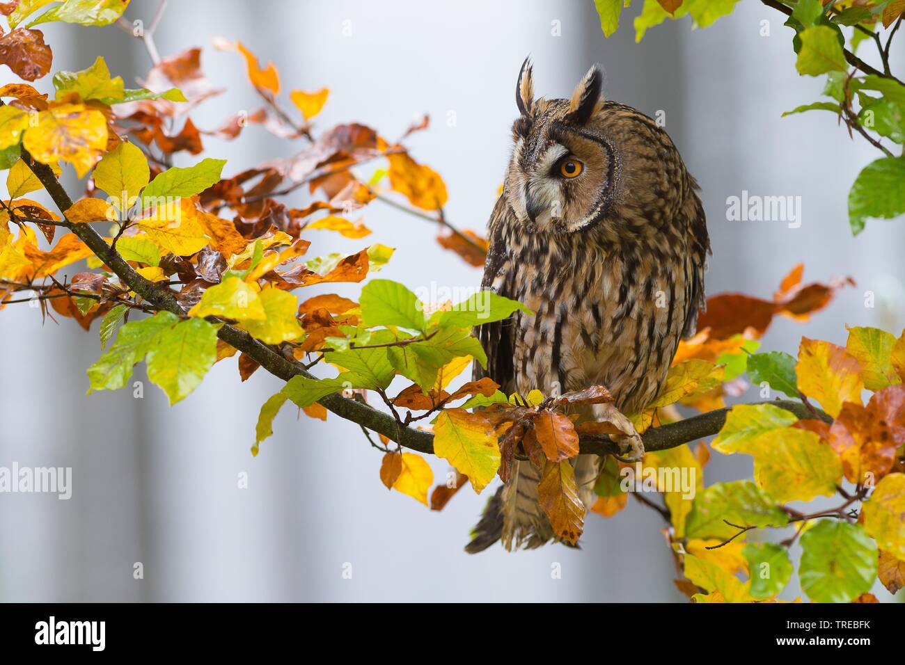 long-eared owl (Asio otus), sittin on a autumn branch, Czech Republic Stock Photo