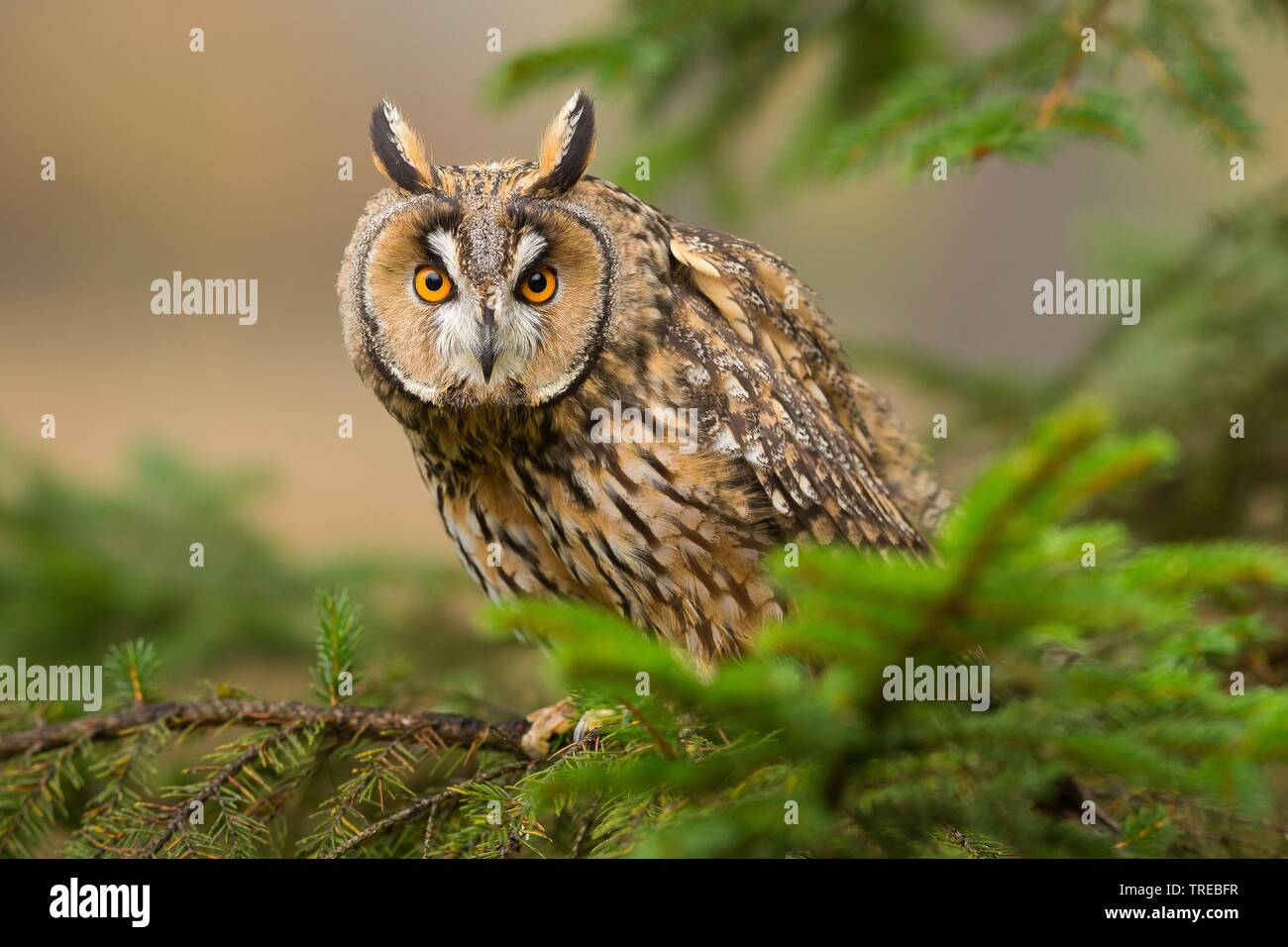 long-eared owl (Asio otus), sitting on a branch, Czech Republic Stock Photo