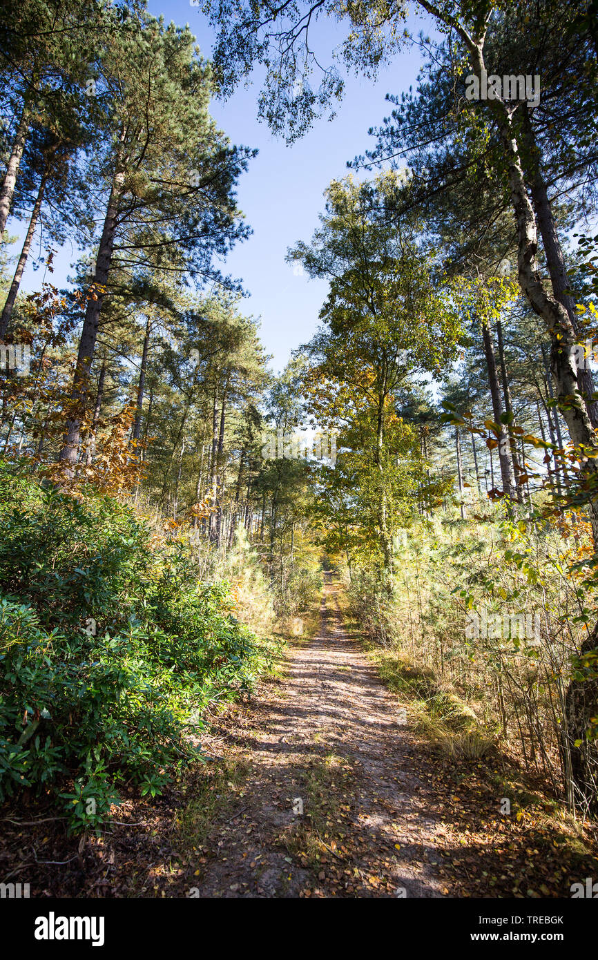 forest path at the Kalmthoutse Heath in autumn, Netherlands, Brabant, Grenzpark Kalmthoutse Heide Stock Photo