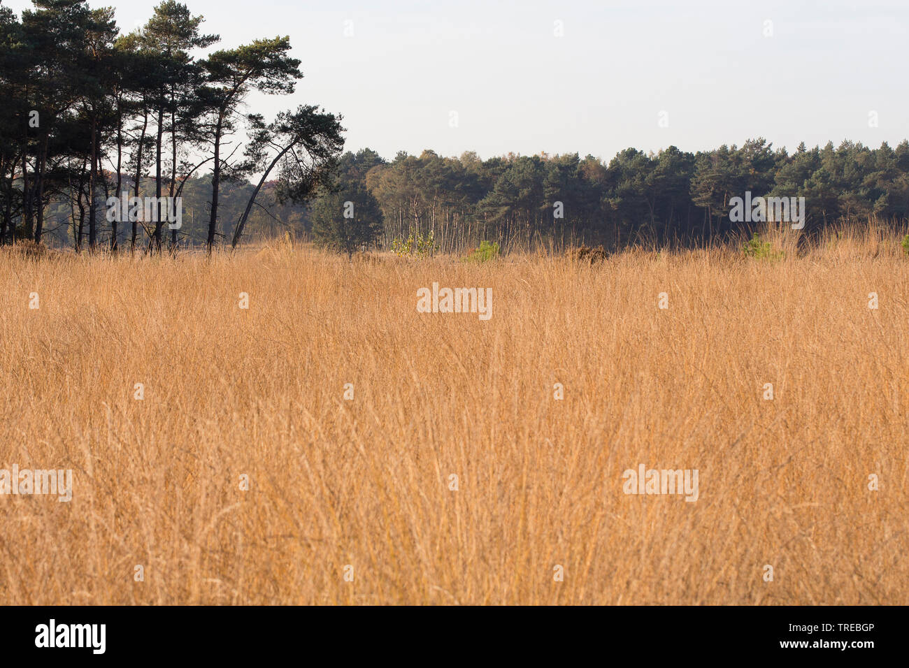purple moor-grass (Molinia caerulea), moist haeth in Kalmthoutse Heide in autumn, Netherlands, Brabant, Grenzpark Kalmthoutse Heide Stock Photo