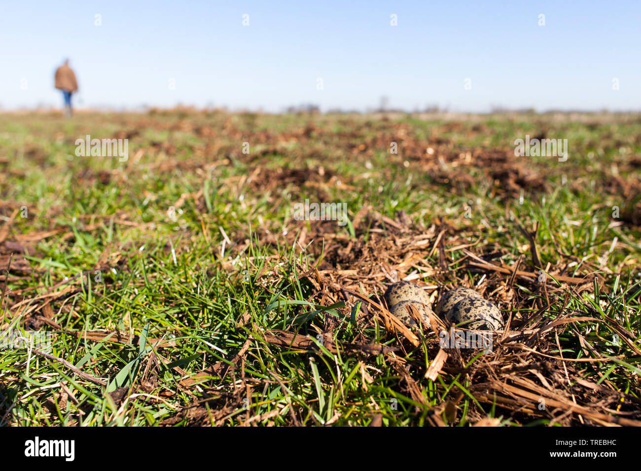 northern lapwing (Vanellus vanellus), eggs in a meadow, Netherlands, Lopikerwaard, Lopik Stock Photo