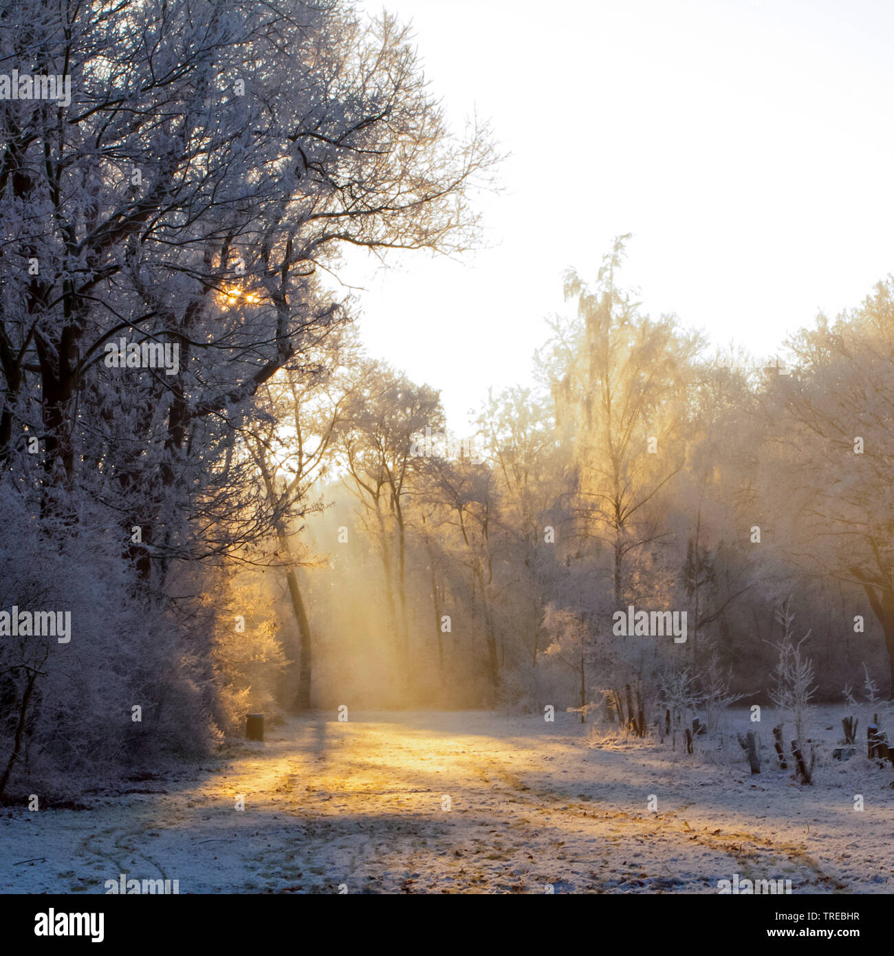 sun shines through winter white forest, Netherlands, Katwijk Stock Photo