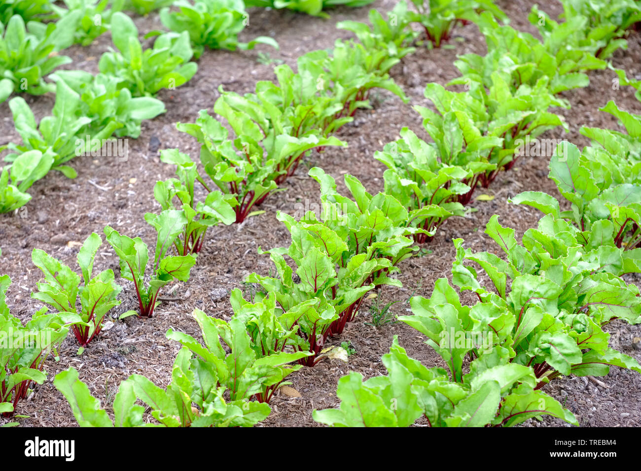 Rows of young beetroot Moneta seedlings (Beta vulgaris subsp. vulgaris) growing in late spring Stock Photo