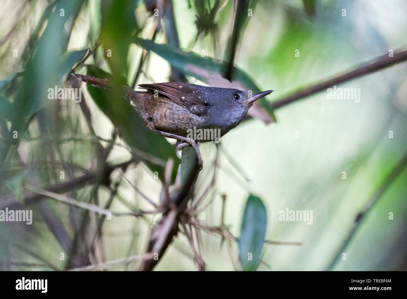 spotted bamboowren (Psilorhamphus guttatus), sits on a branch, Brazil Stock Photo