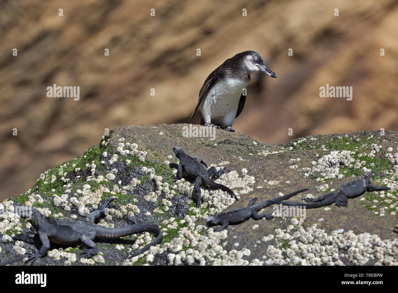Galapagos penguin (Spheniscus mendiculus), juvenile at the rocky coast with marine iguanas, Ecuador, Galapagos Islands Stock Photo
