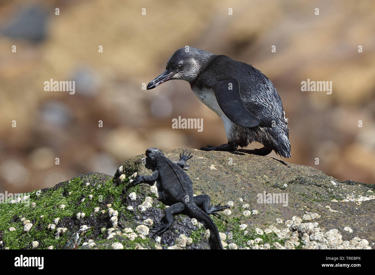 Galapagos penguin (Spheniscus mendiculus), juvenile at the rocky coast with marine iguanas, Ecuador, Galapagos Islands Stock Photo