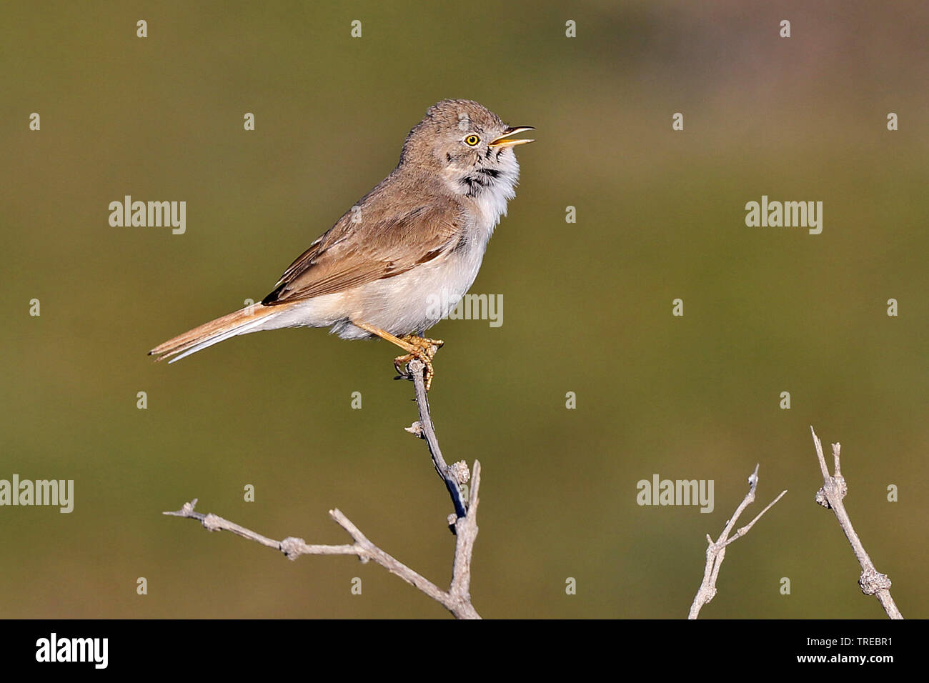 Desert whitethroat, Asian Desert Warbler (Sylvia nana), singing male, Uzbekistan Stock Photo