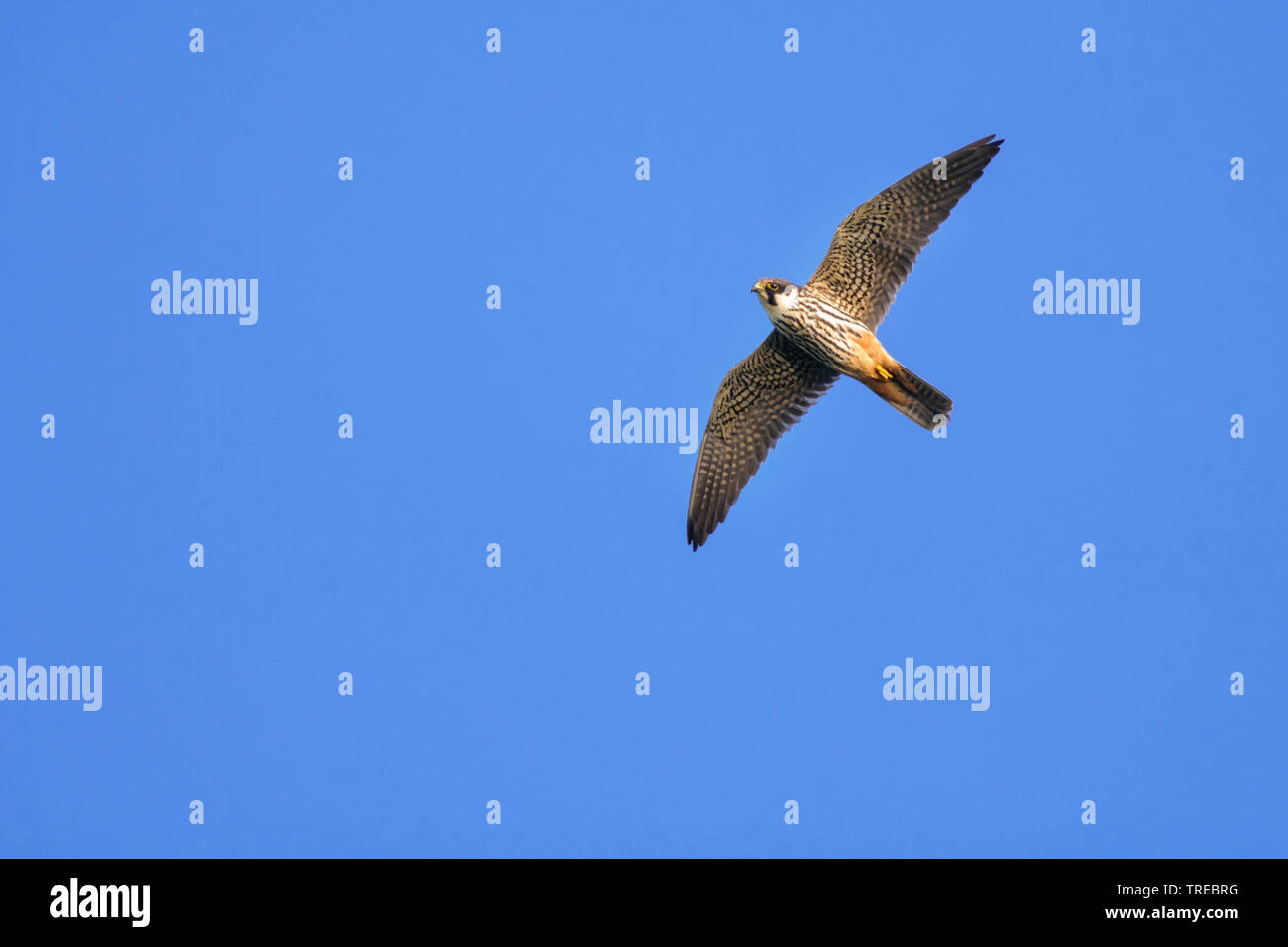 northern hobby (Falco subbuteo), hunting, Germany, Lower Saxony Stock Photo
