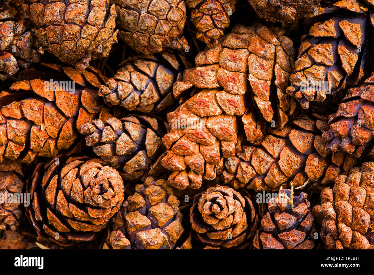 Scotch pine, Scots pine (Pinus sylvestris), pine cones on the ground, Germany, Lower Saxony Stock Photo