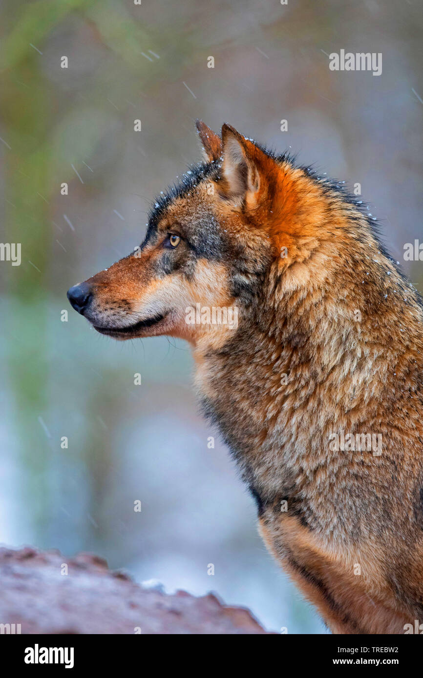 European gray wolf (Canis lupus lupus), portrait, side view, Finland Stock Photo