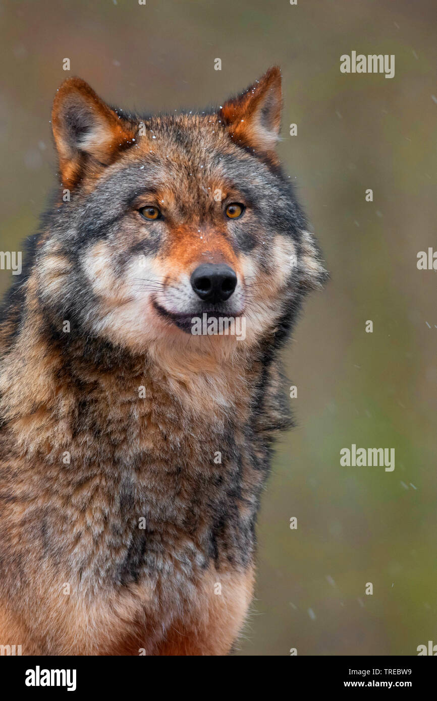 European gray wolf (Canis lupus lupus), portrait, front view, Finland Stock  Photo - Alamy