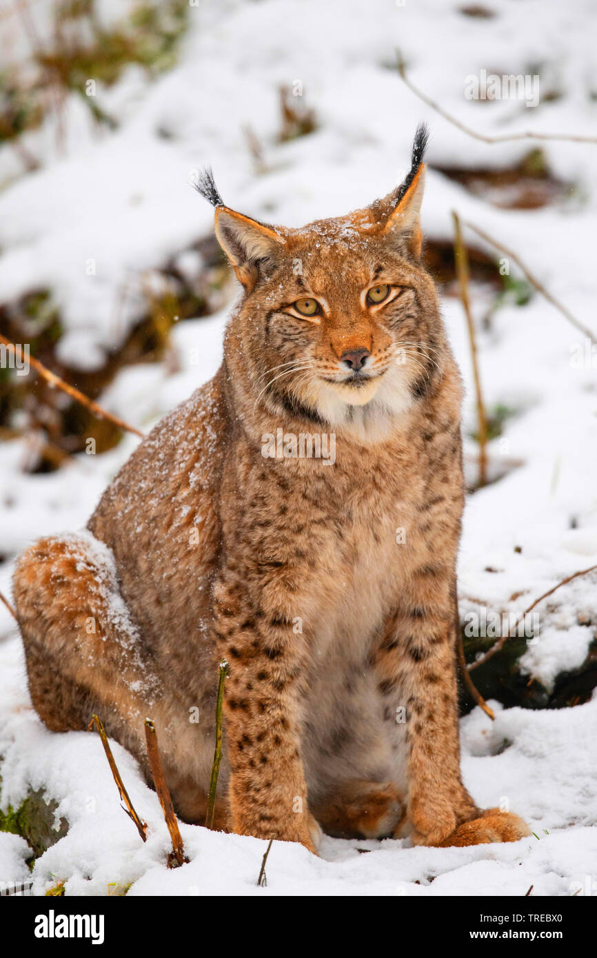 Eurasian lynx (Lynx lynx), sitting in the snow, front view