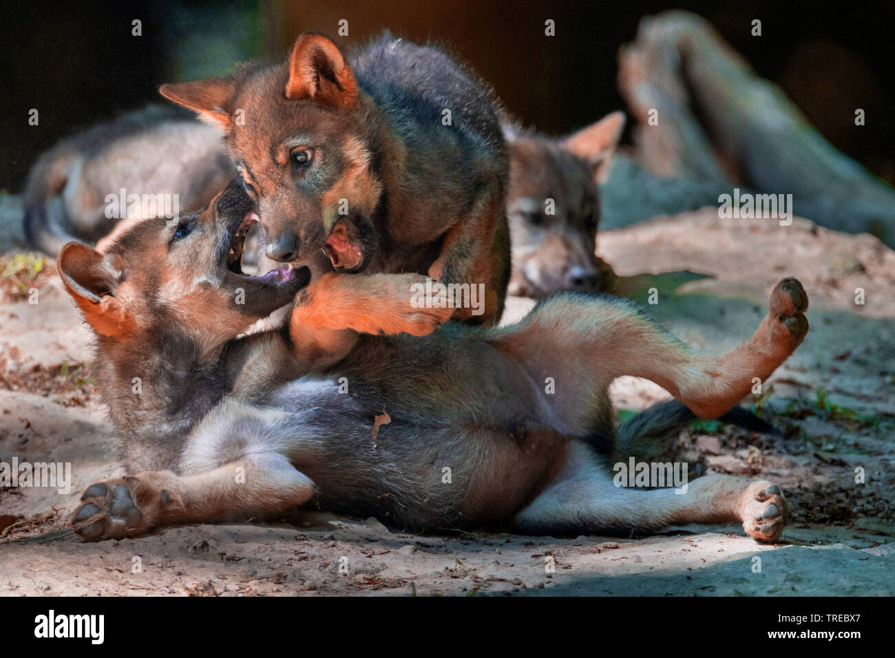 European gray wolf (Canis lupus lupus), two romping wolf cubs, Finland Stock Photo