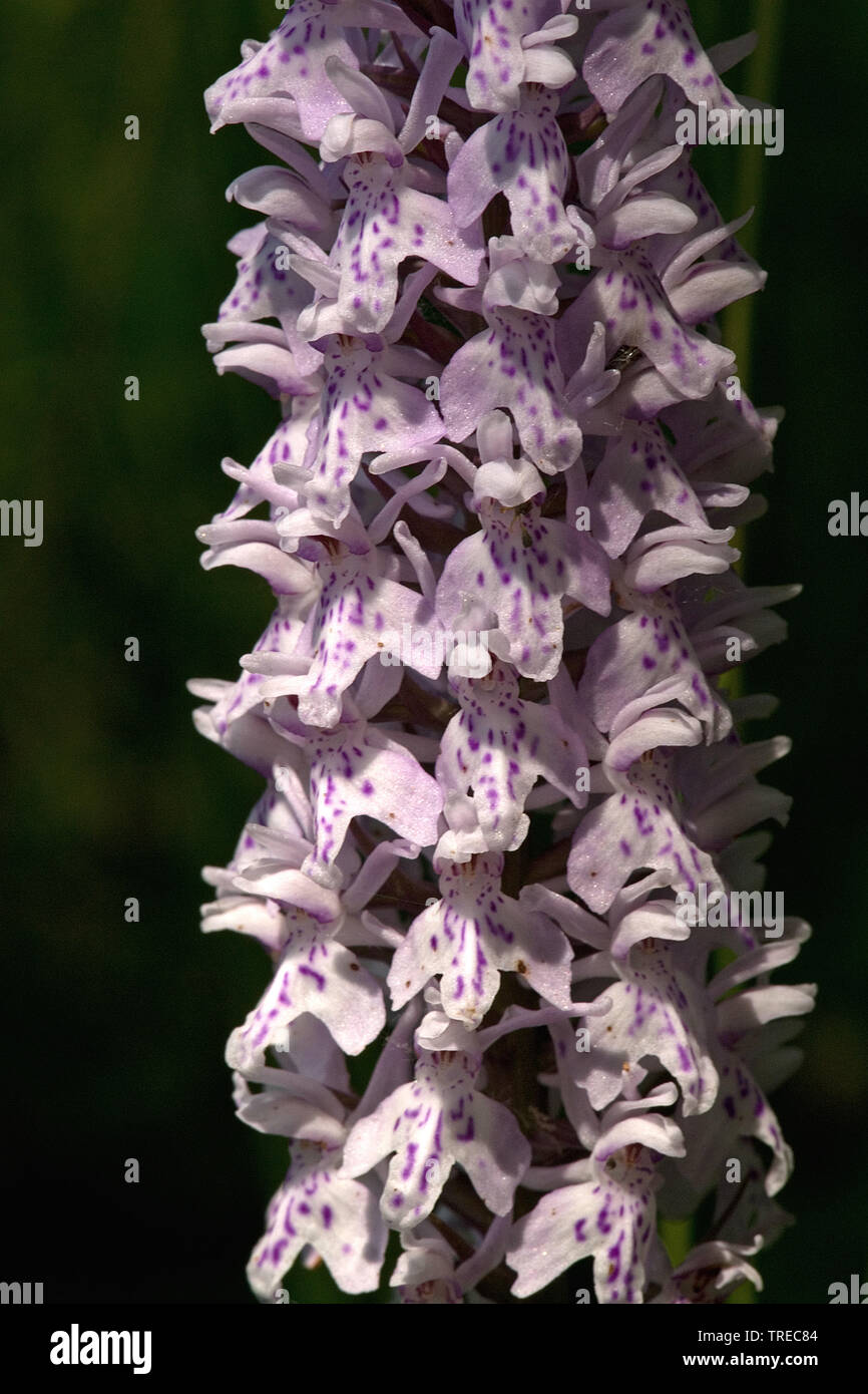 early-purple orchid (Orchis mascula), inflorescense, Netherlands, Limburg Stock Photo