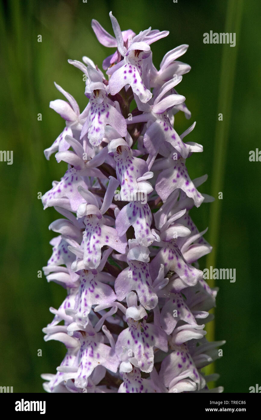 early-purple orchid (Orchis mascula), inflorescense, Netherlands, Limburg Stock Photo