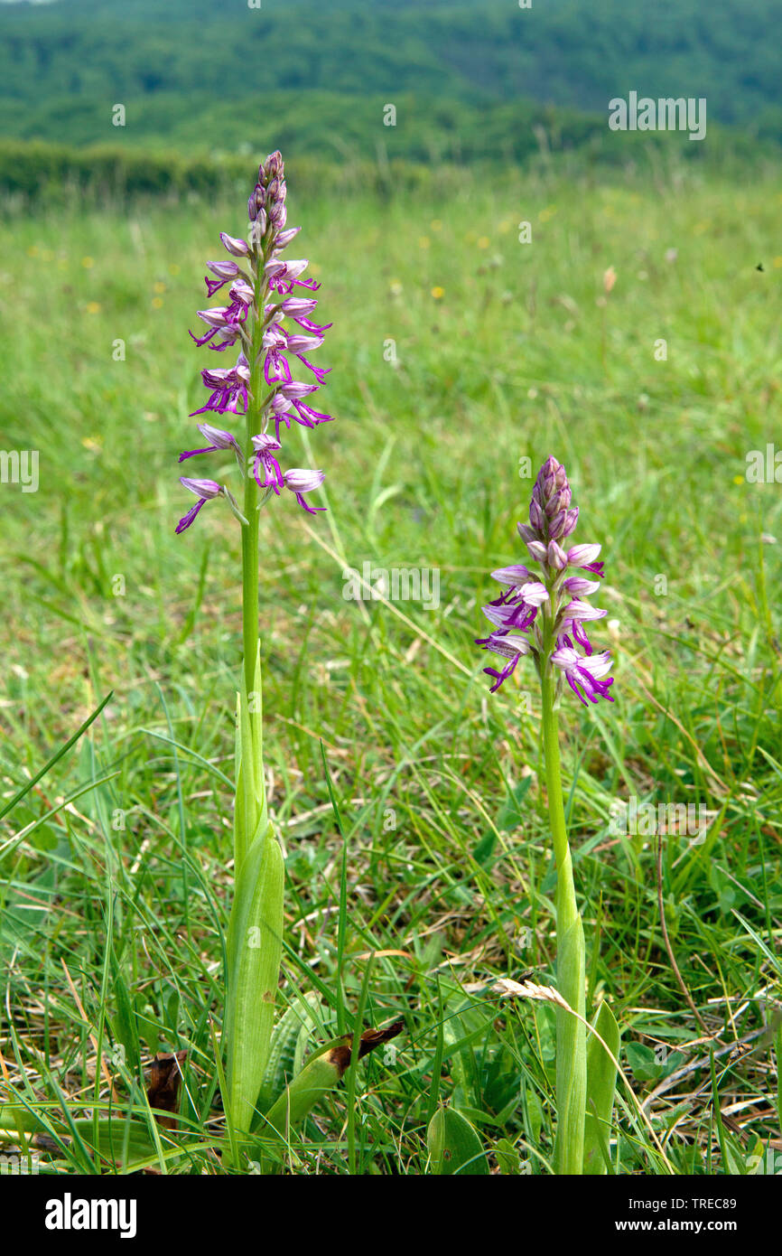 military orchid (Orchis militaris), two blooming orchids in a meadow, Germany, Eifel Stock Photo