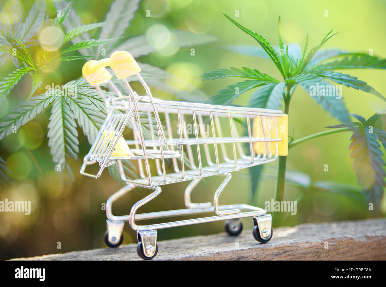 Cannabis business marijuana market industry trend grow higher quickly