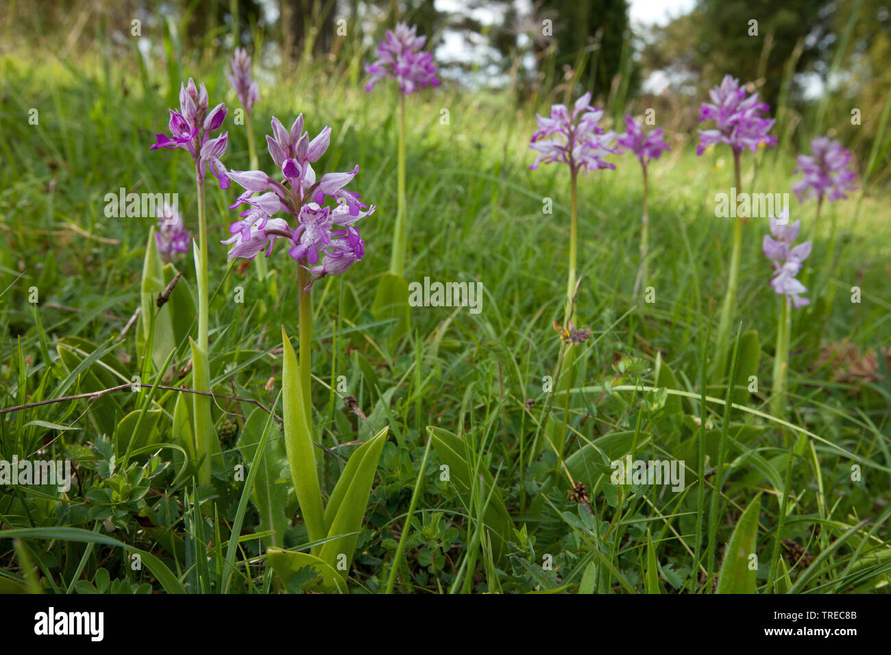 military orchid (Orchis militaris), several blooming orchids in a meadow, Germany, Eifel Stock Photo