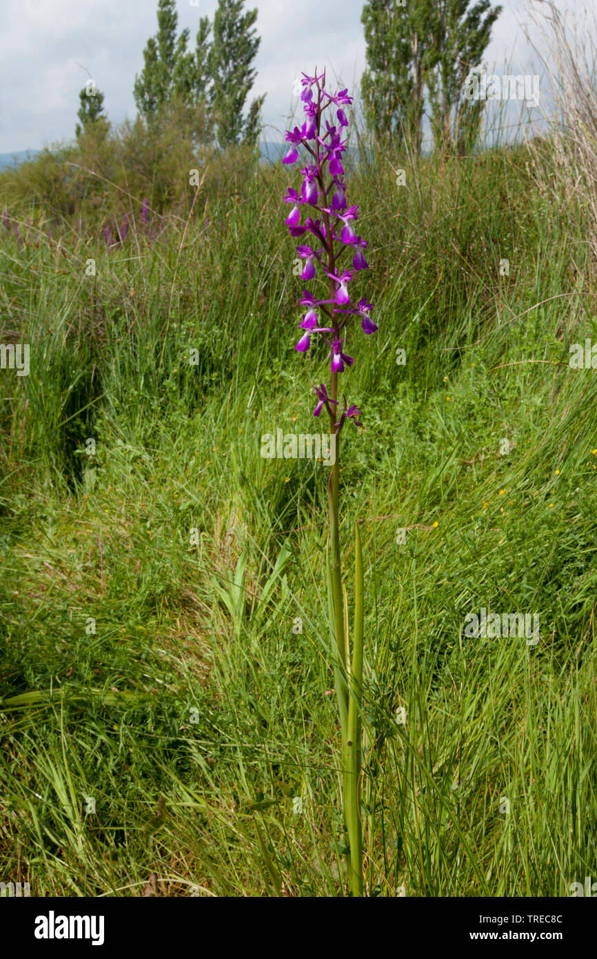 Bog orchid (Orchis palustris, Anacamptis palustris), blooming in a marsh meadow, Greece, Lesbos Stock Photo