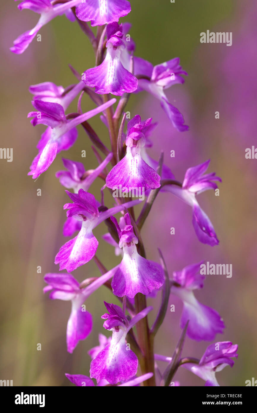 Bog orchid (Orchis palustris, Anacamptis palustris), Deatil of an inflorescence, Greece, Lesbos Stock Photo