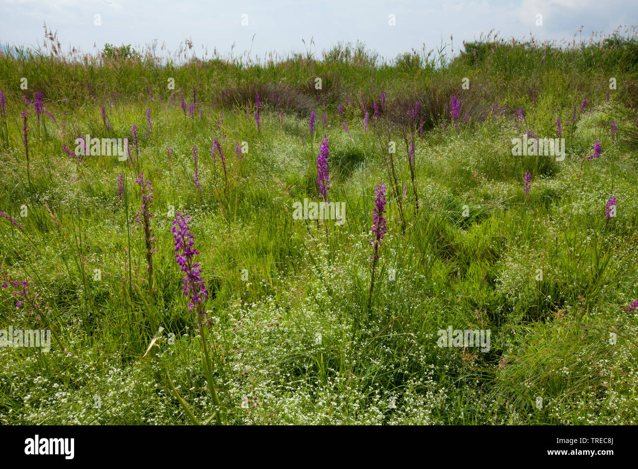 Bog orchid (Orchis palustris, Anacamptis palustris), several blooming Bog orchids in a marsh meadow, Greece, Lesbos Stock Photo