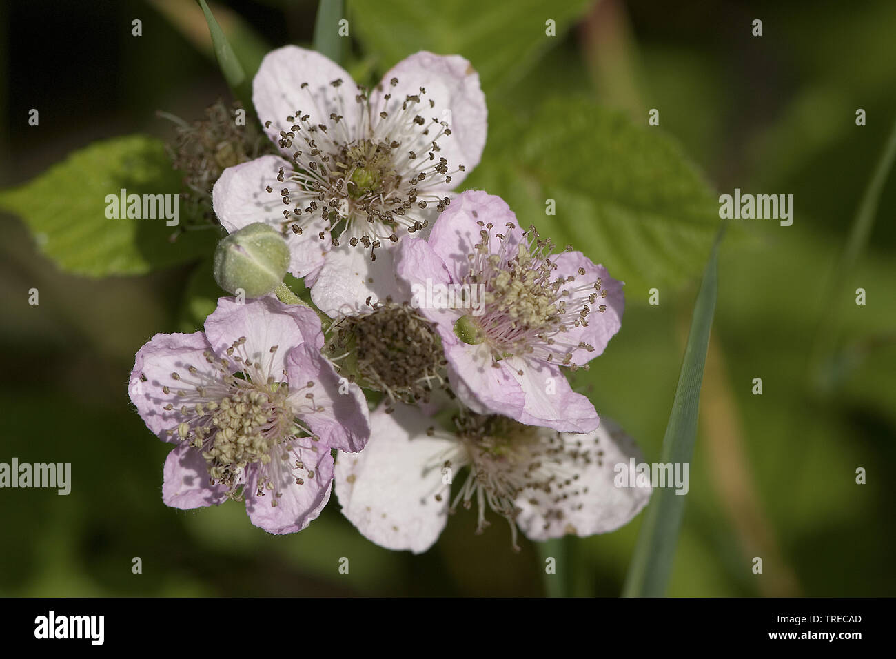 shrubby blackberry (Rubus fruticosus), flowers, Netherlands, Limburg Stock Photo