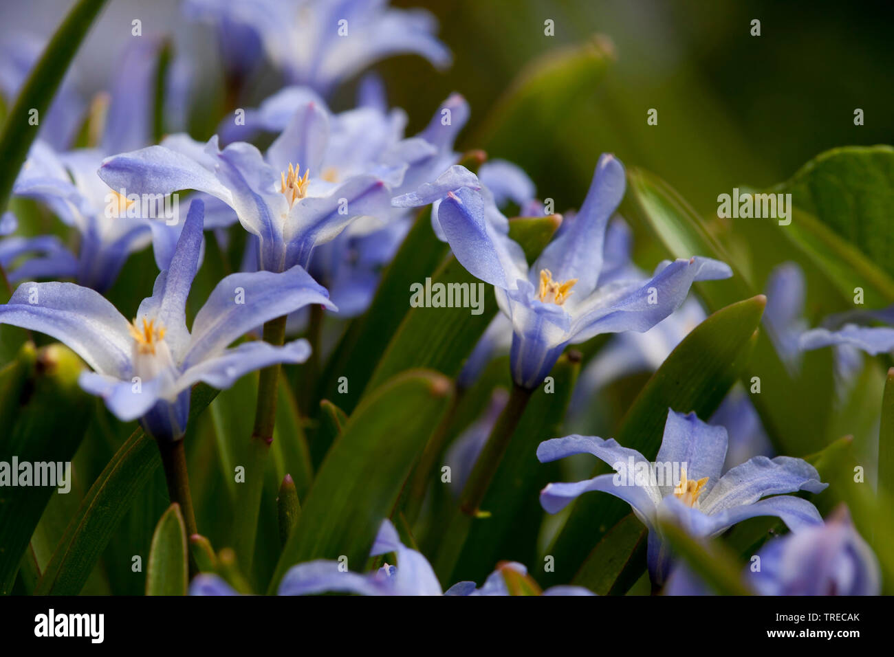 Schneeglanz, Schneestolz, Sternhyacinthe, Gewoehnliche Sternhyazinthe (Chionodoxa luciliae, Scilla luciliae, Chionodoxa luciliae), Blueten | Glory-of- Stock Photo