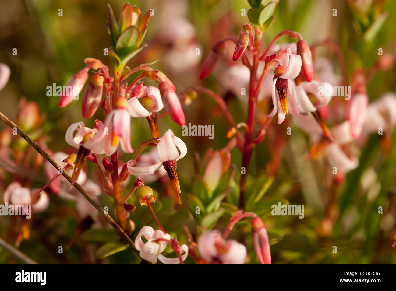 American cranberry, cultivated cranberry, large cranberry (Vaccinium macrocarpon), blooming, Netherlands, Frisia Stock Photo