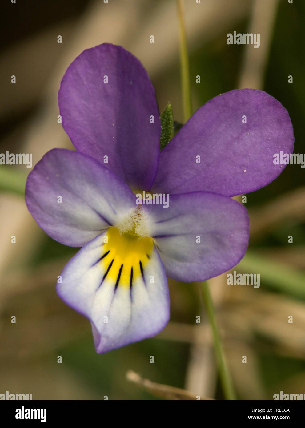 Dune Pansy (Viola tricolor subsp. curtisii, Viola curtisii), flower, Netherlands Stock Photo