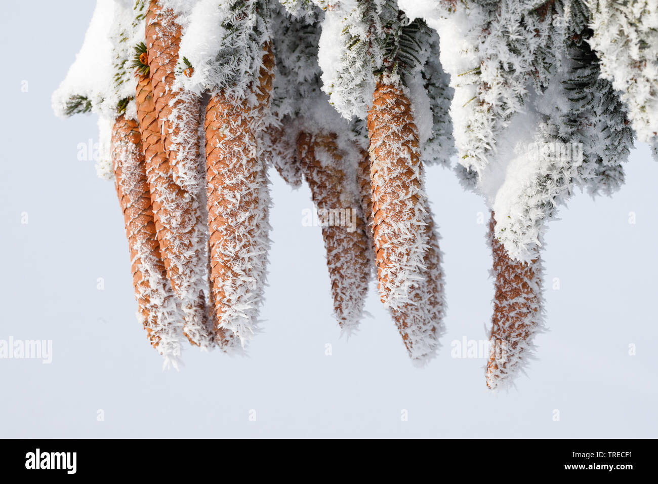 Norway spruce (Picea abies), spruce cones with hoarfrost, Switzerland Stock Photo
