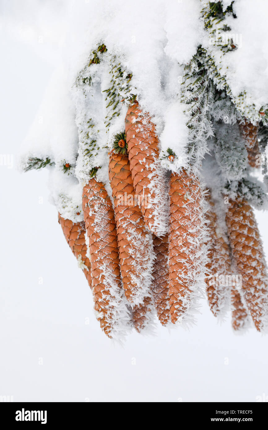 Norway spruce (Picea abies), spruce cones with hoarfrost, Switzerland Stock Photo