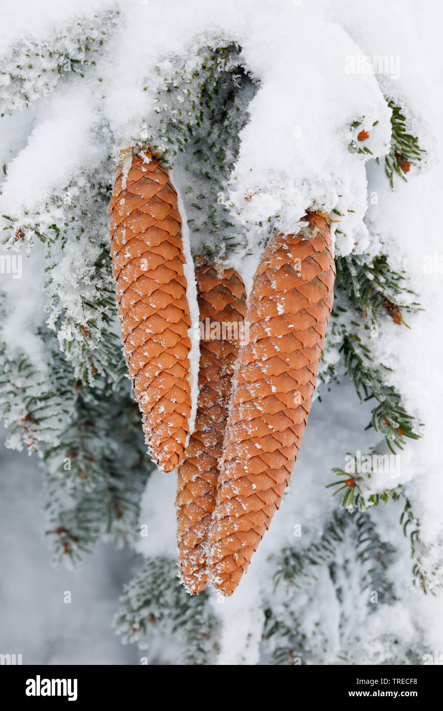 Norway spruce (Picea abies), spruce cones in the snow, Switzerland Stock Photo