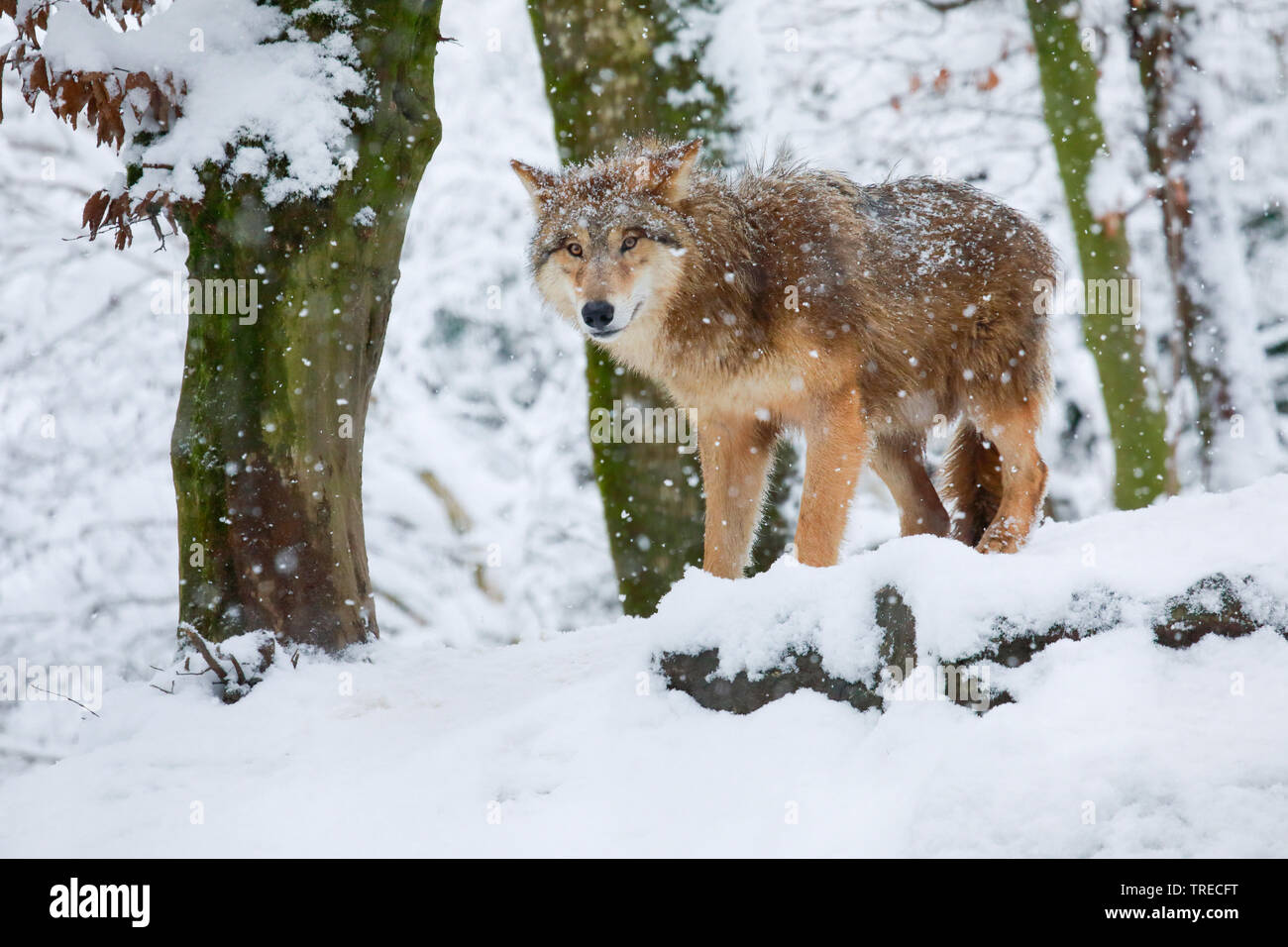 European gray wolf (Canis lupus lupus), juvenile wolf in winter forest, Switzerland Stock Photo