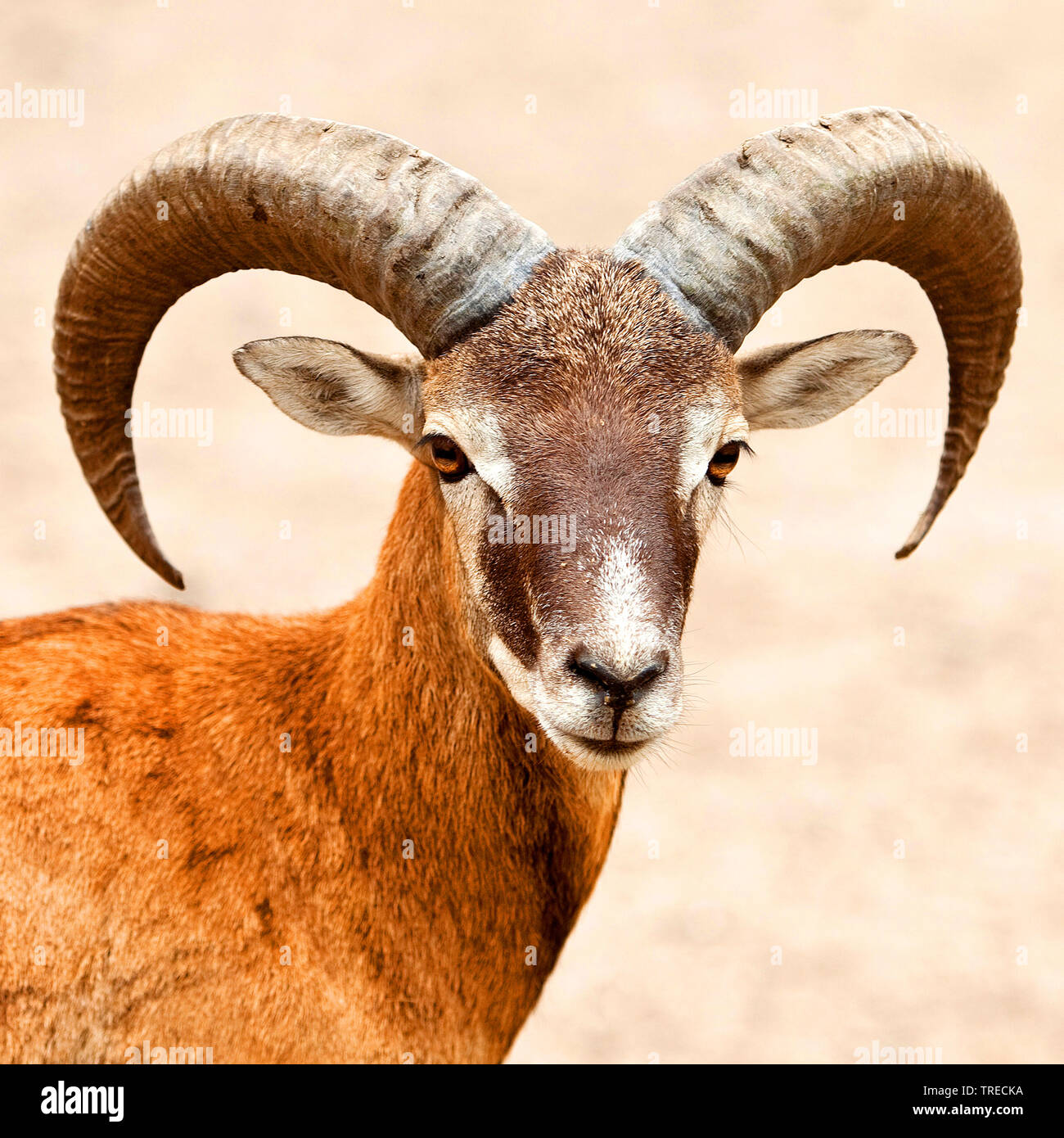 Mouflon (Ovis musimon, Ovis gmelini musimon, Ovis orientalis musimon), portrait, ram, Germany Stock Photo