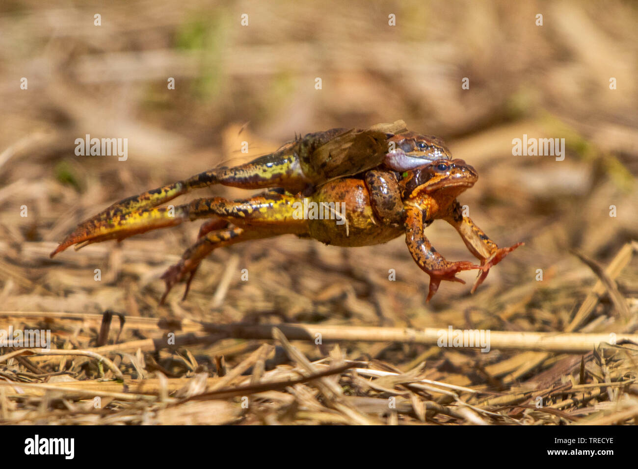 common frog, grass frog (Rana temporaria), jumping pair on the way to the spawning water, Germany, Bavaria, Isental Stock Photo