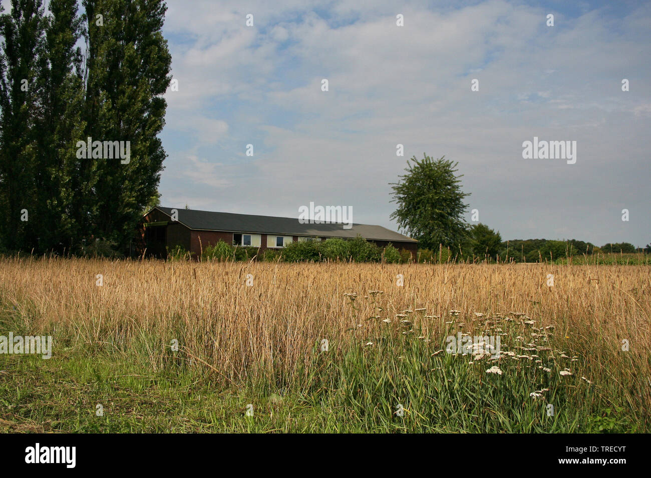 farmland in summer, Netherlands, Gelderland, Achterhoek Stock Photo