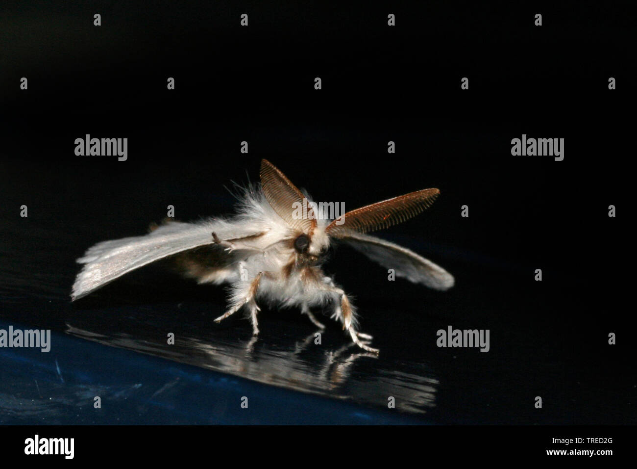 Brown-tail moth, Brown-tail (Euproctis chrysorrhoea), full-length portrait, front view, Netherlands Stock Photo