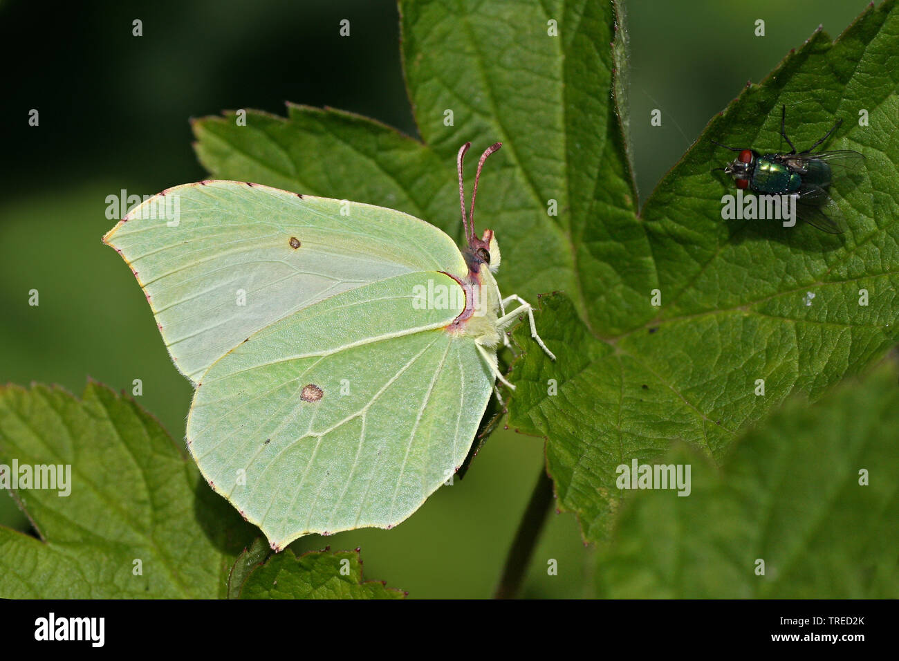 brimstone (Gonepteryx rhamni), female sitting with a fly on a leaf, side view, Netherlands Stock Photo