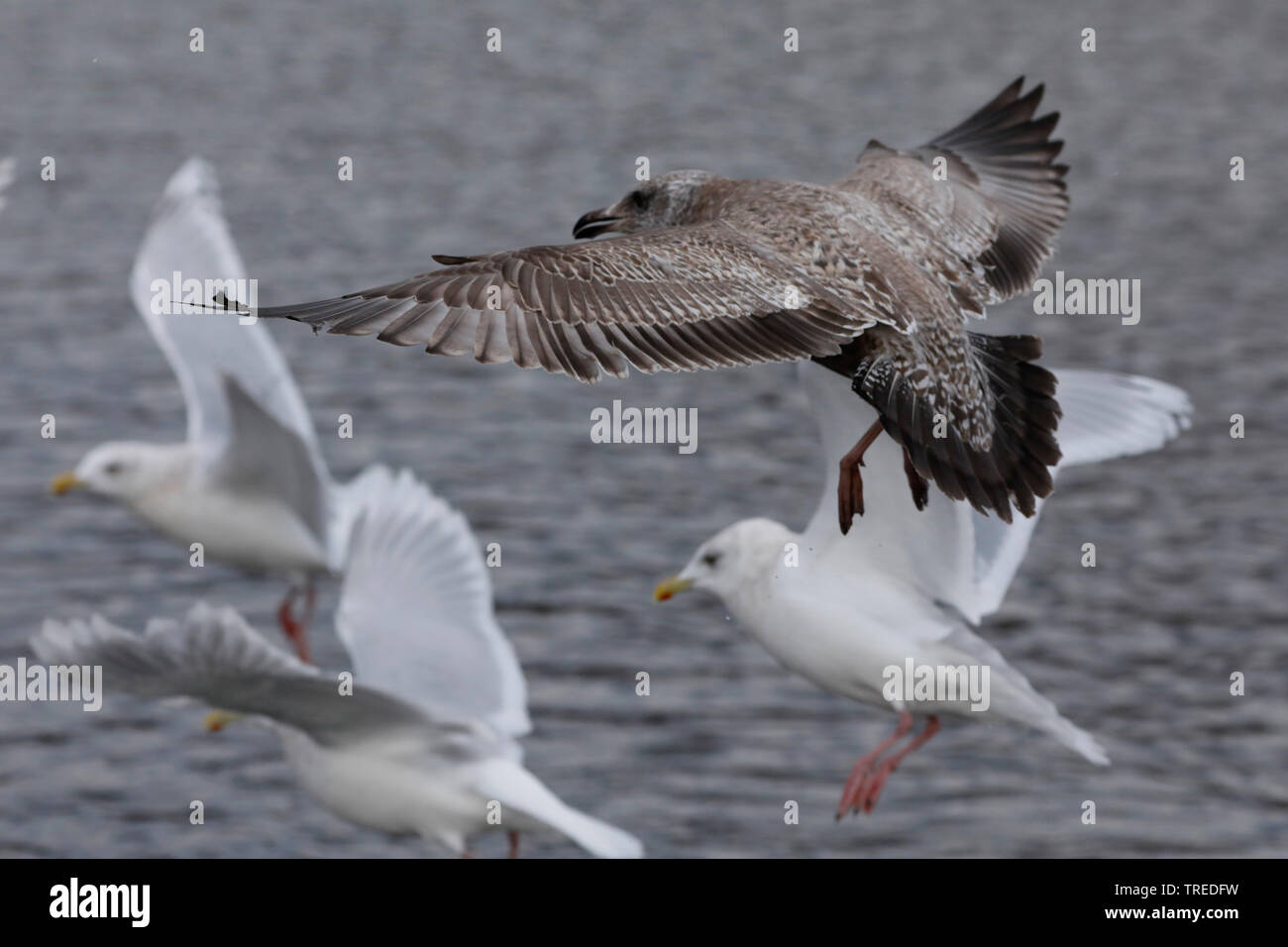 American Herring Gull (Larus smithsonianus), juvenile flying, Canada
